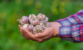 Why Garlic’s a Wellness Staple Worth Knowing About