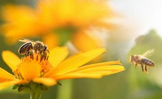 Royal Jelly - The food of Queens - Power Health