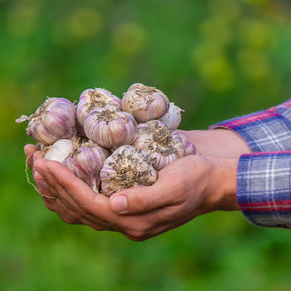 Why Garlic’s a Wellness Staple Worth Knowing About