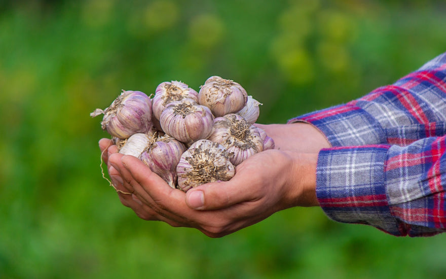 Why Garlic’s a Wellness Staple Worth Knowing About