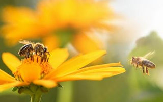 Royal Jelly - The food of Queens - Power Health